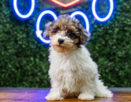 10 week old Havapoo Puppy For Sale - Puppy Love PR