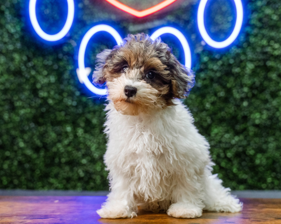 Havapoo Pup Being Cute