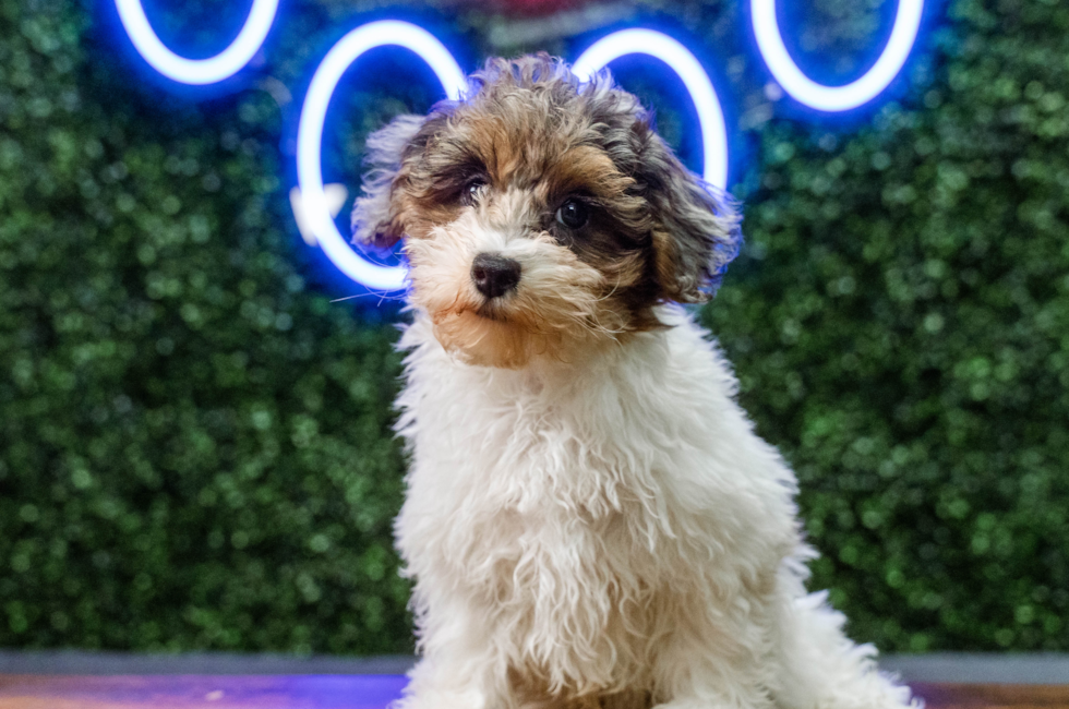 10 week old Havapoo Puppy For Sale - Puppy Love PR