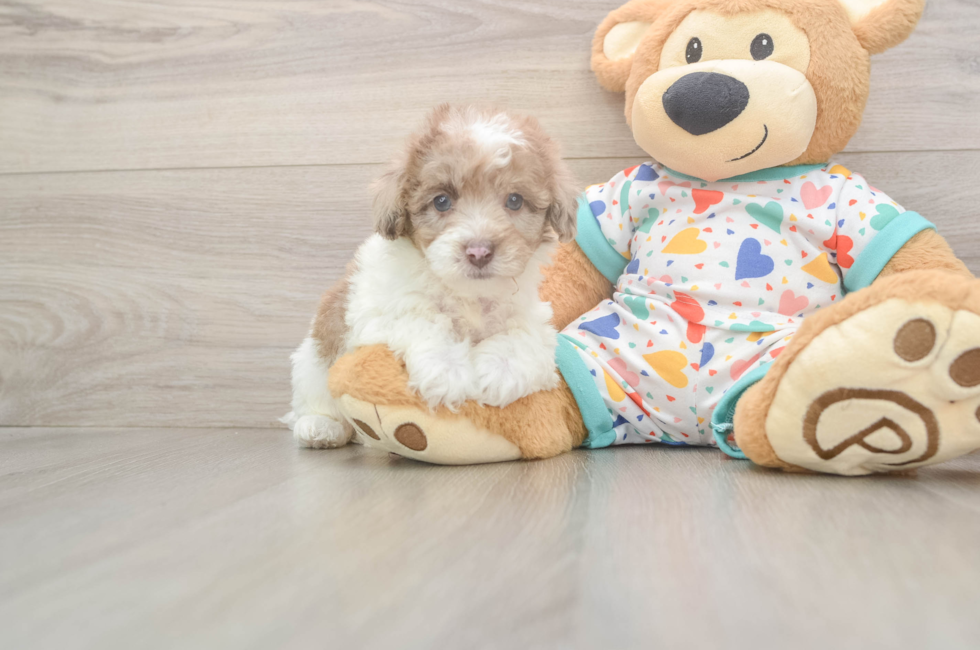 6 week old Havapoo Puppy For Sale - Puppy Love PR