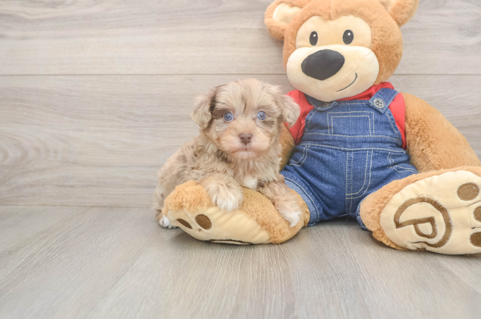 6 week old Havapoo Puppy For Sale - Puppy Love PR