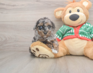 7 week old Havapoo Puppy For Sale - Puppy Love PR