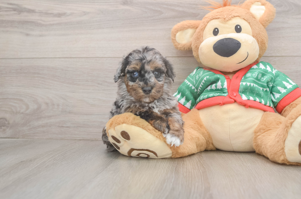 5 week old Havapoo Puppy For Sale - Puppy Love PR