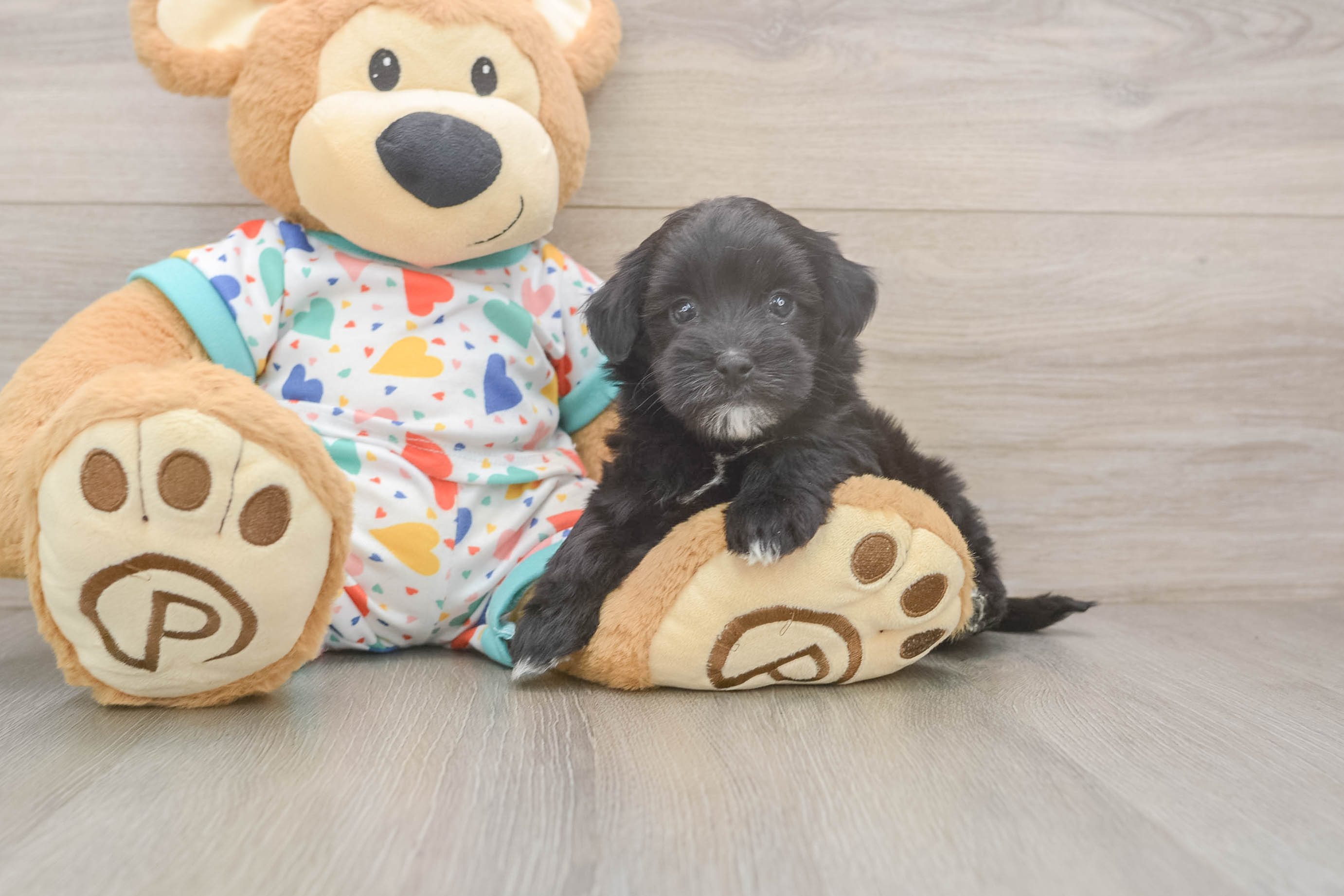 Happy Havapoo Baby