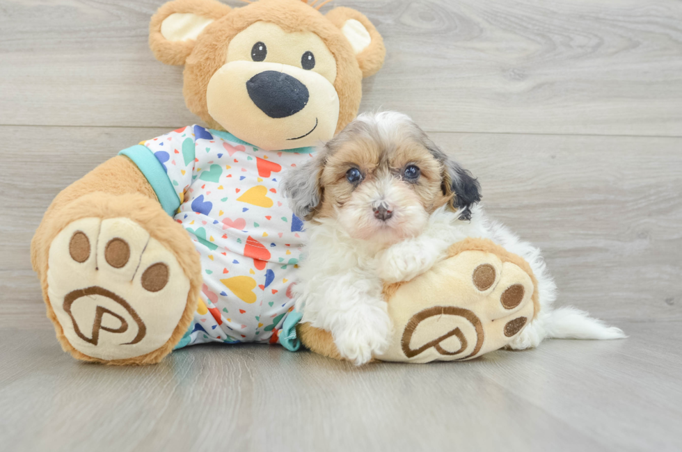 6 week old Havapoo Puppy For Sale - Puppy Love PR