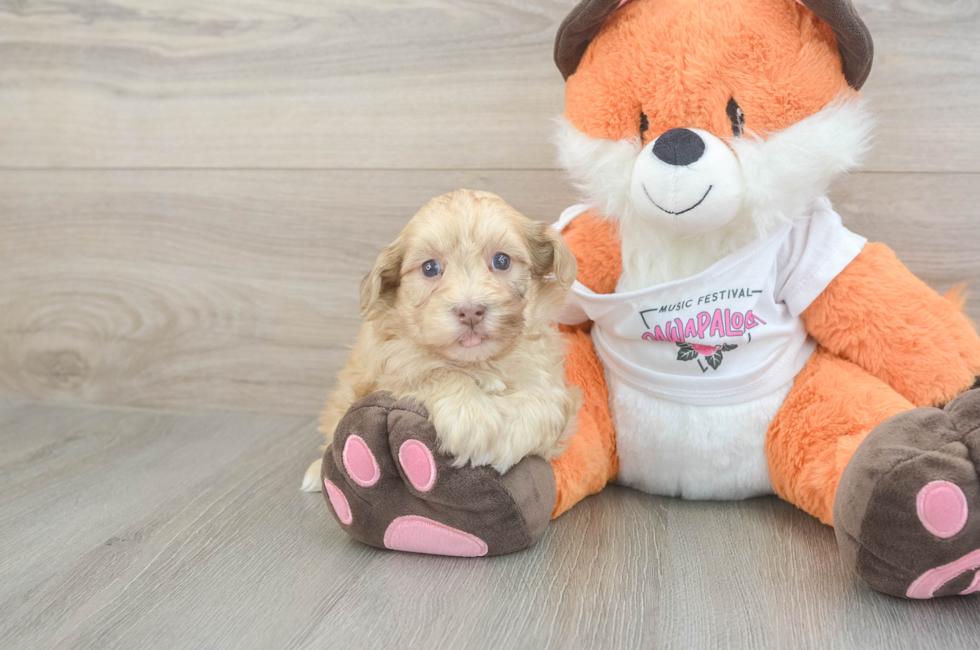 6 week old Havapoo Puppy For Sale - Puppy Love PR