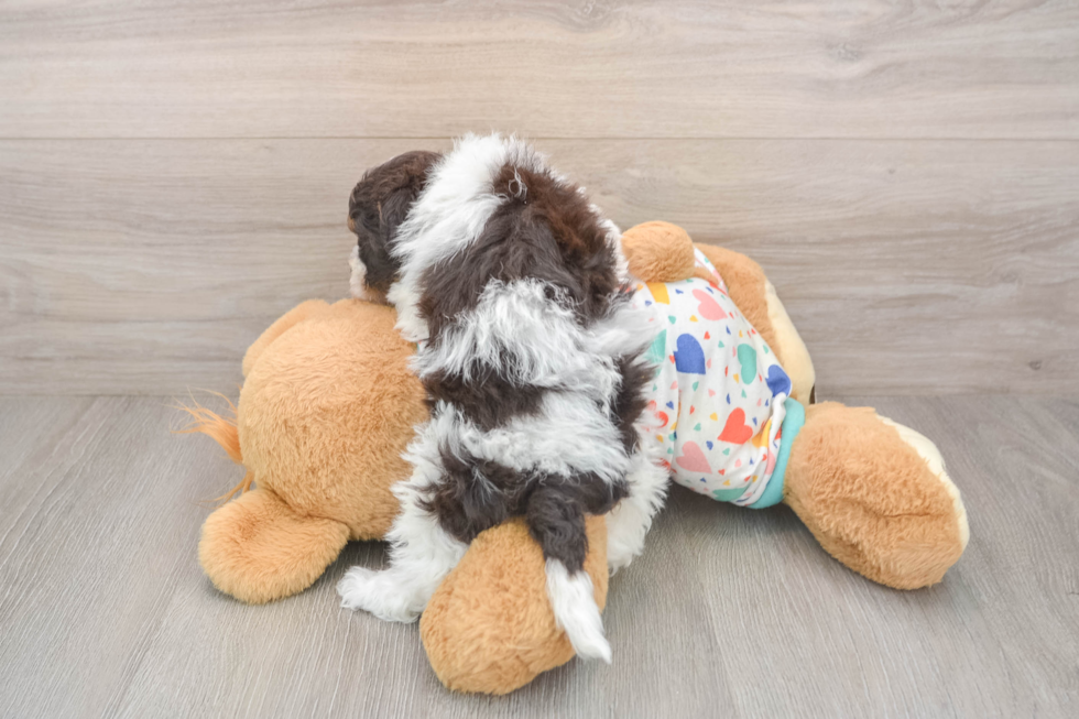 Friendly Havapoo Baby