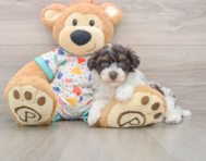 6 week old Havapoo Puppy For Sale - Puppy Love PR