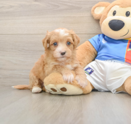 7 week old Havapoo Puppy For Sale - Puppy Love PR
