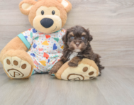 6 week old Havapoo Puppy For Sale - Puppy Love PR