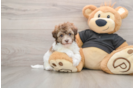 Havapoo Puppy for Adoption