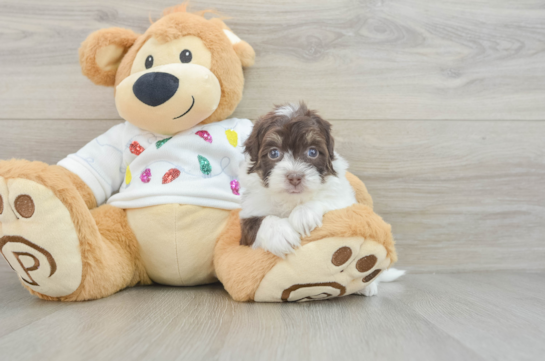 Energetic Havadoodle Poodle Mix Puppy