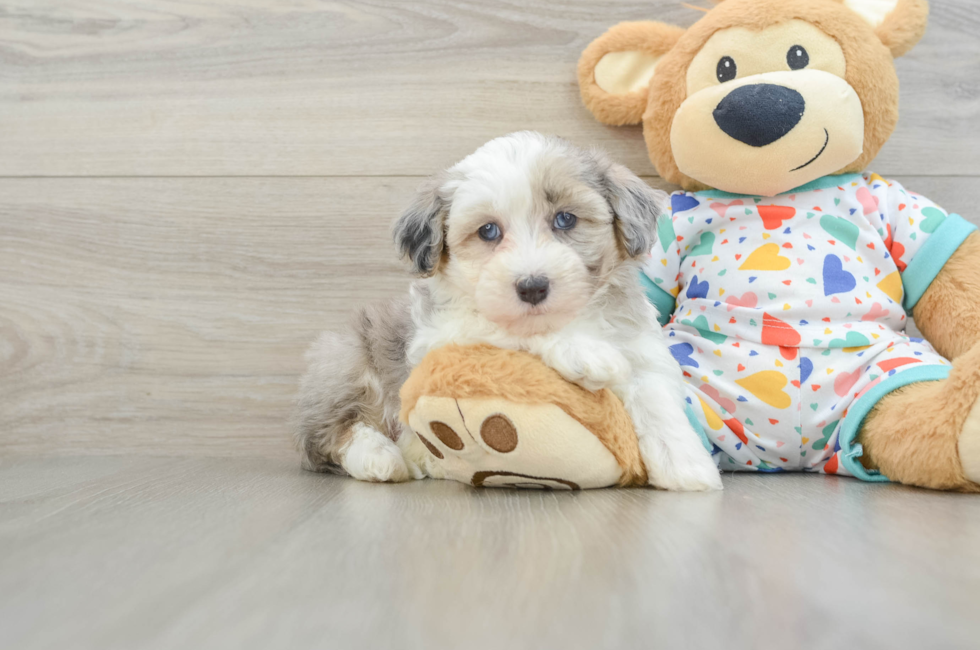 6 week old Havapoo Puppy For Sale - Puppy Love PR
