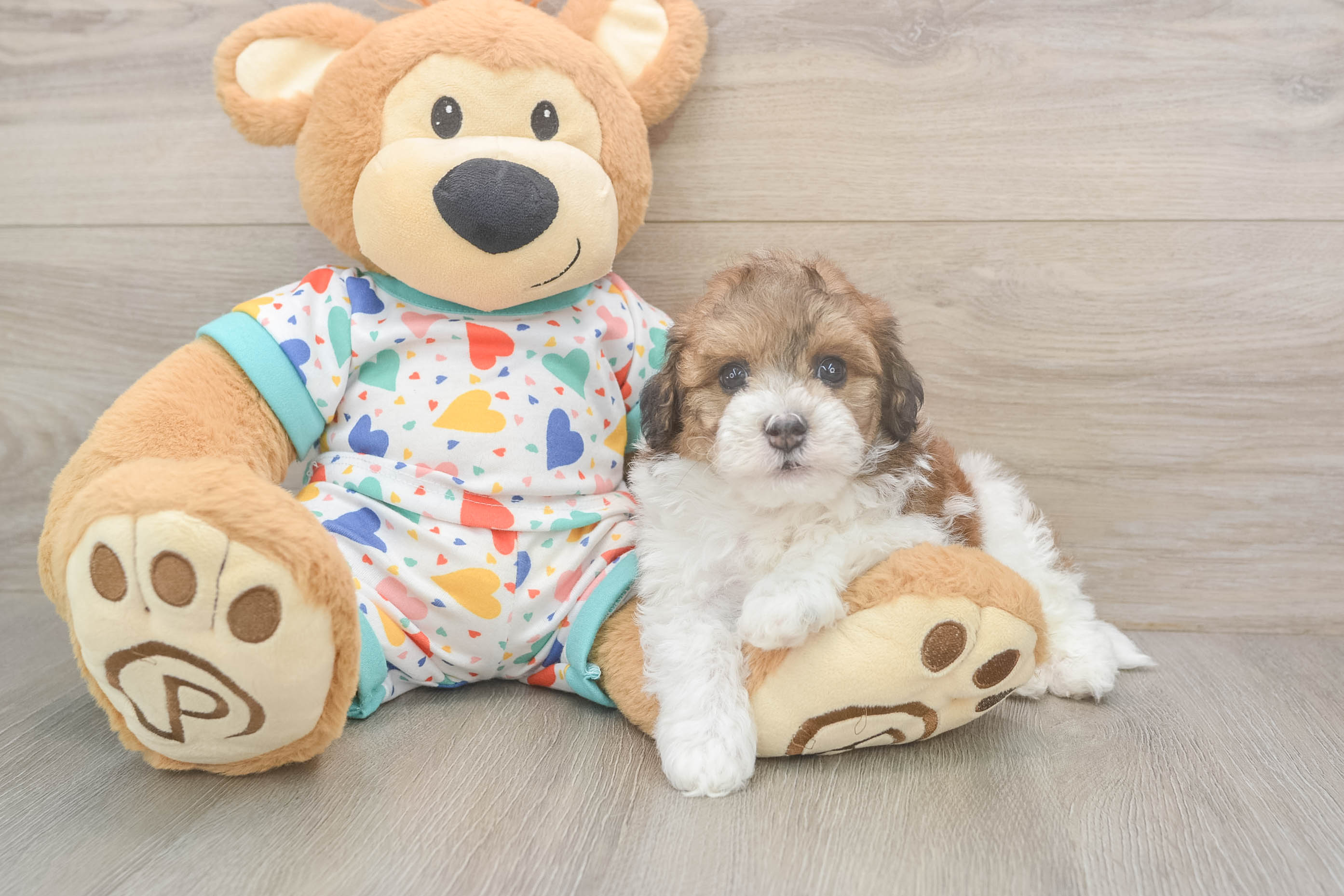 Little Havadoodle Poodle Mix Puppy