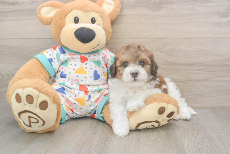 Little Havadoodle Poodle Mix Puppy