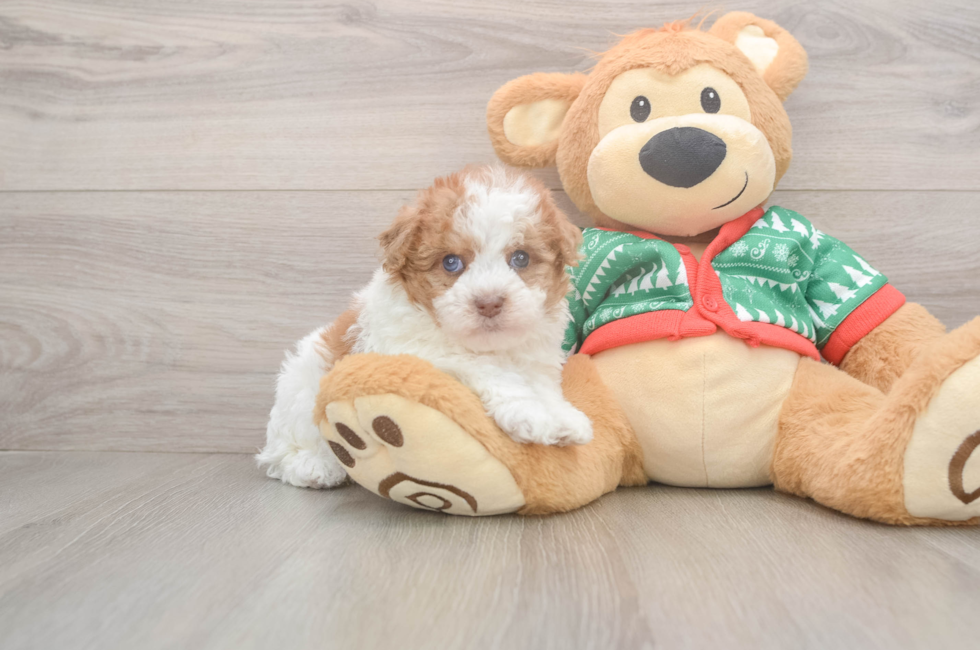 5 week old Havapoo Puppy For Sale - Puppy Love PR