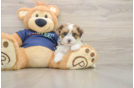 Smart Havapoo Poodle Mix Pup
