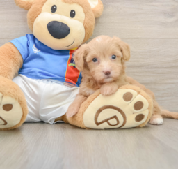7 week old Havapoo Puppy For Sale - Puppy Love PR