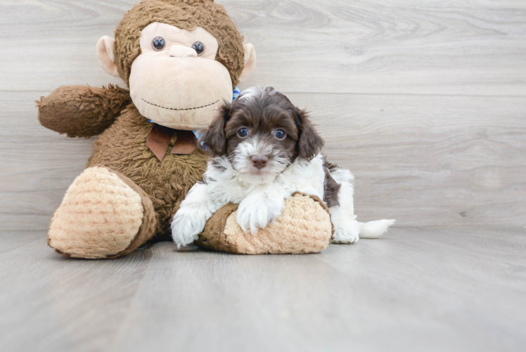 Meet Havana - our Havapoo Puppy Photo 1/2 - Puppy Love PR Cute Havapoo Baby