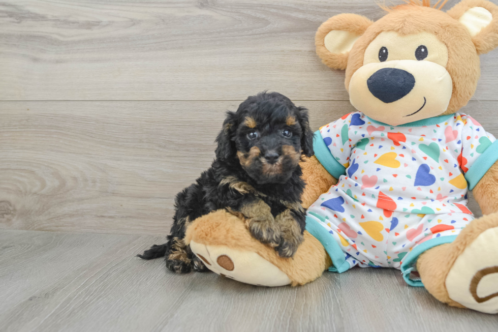 Fluffy Havapoo Poodle Mix Pup