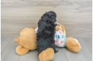 Popular Havapoo Poodle Mix Pup