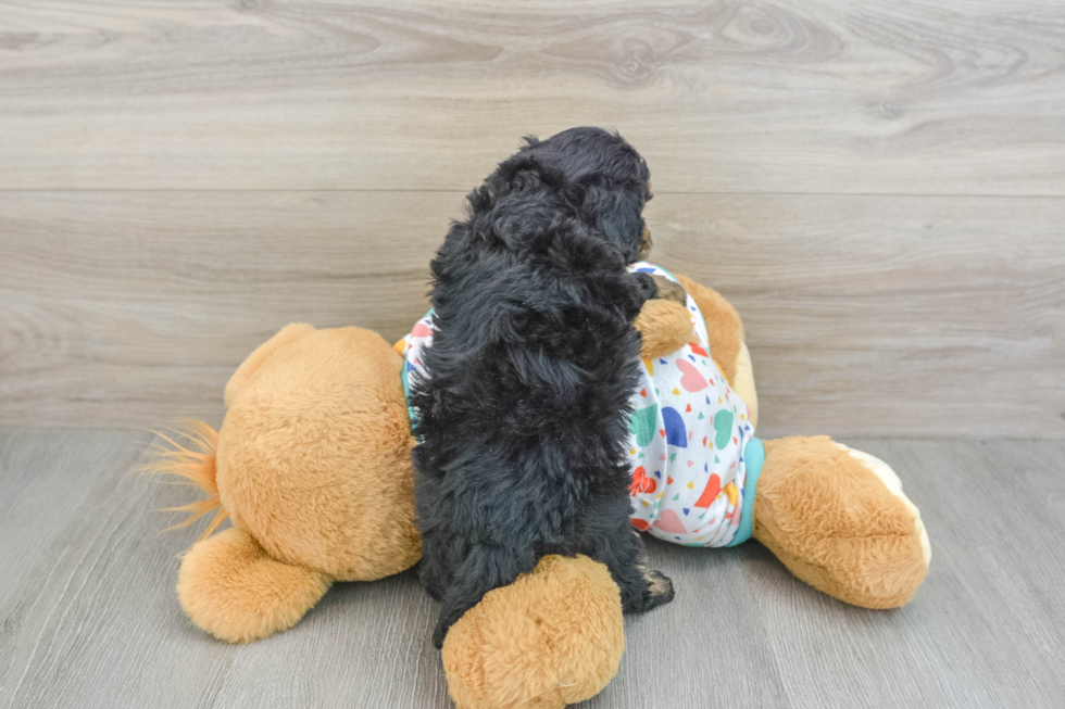 Popular Havapoo Poodle Mix Pup