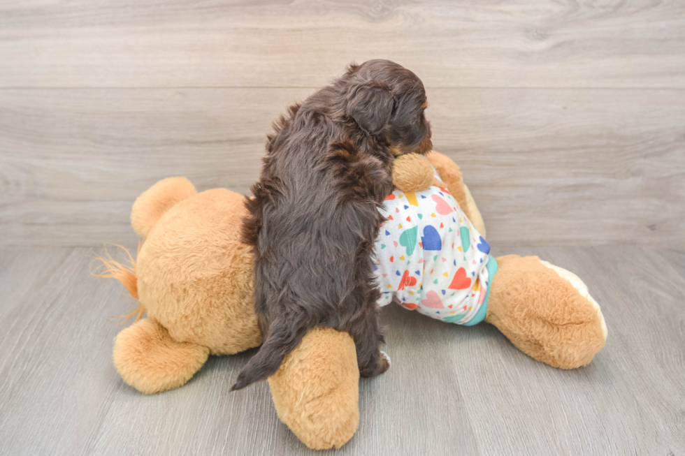 Havapoo Pup Being Cute