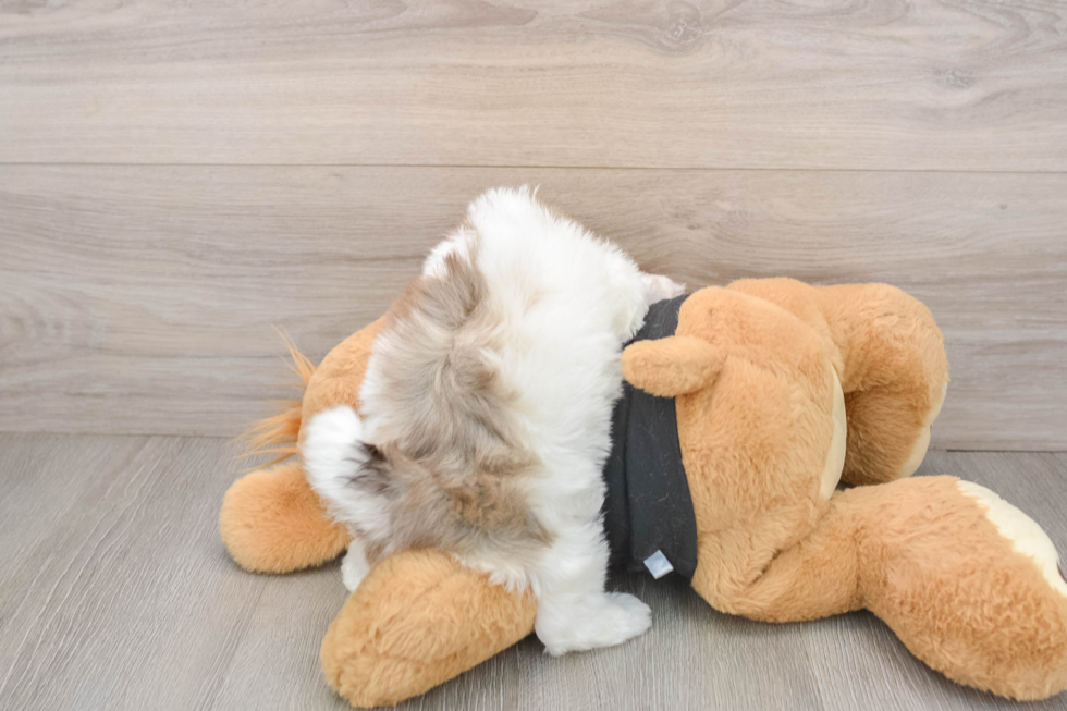 Havapoo Puppy for Adoption