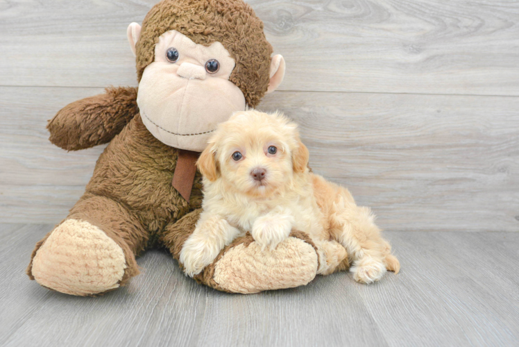 Meet Hermosa - our Havapoo Puppy Photo 1/3 - Puppy Love PR Havapoo Pup Being Cute