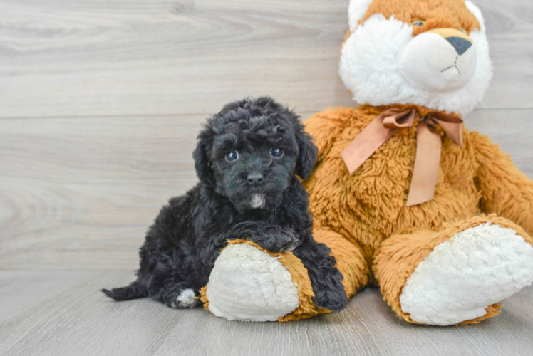 Meet Hermosa - our Havapoo Puppy Photo 1/3 - Puppy Love PR Friendly Havapoo Baby