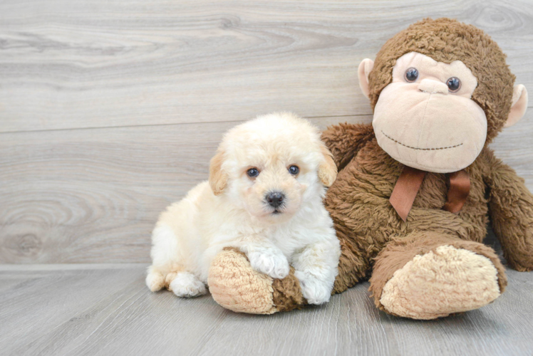 Meet Hermosa - our Havapoo Puppy Photo 1/3 - Puppy Love PR Best Havapoo Baby