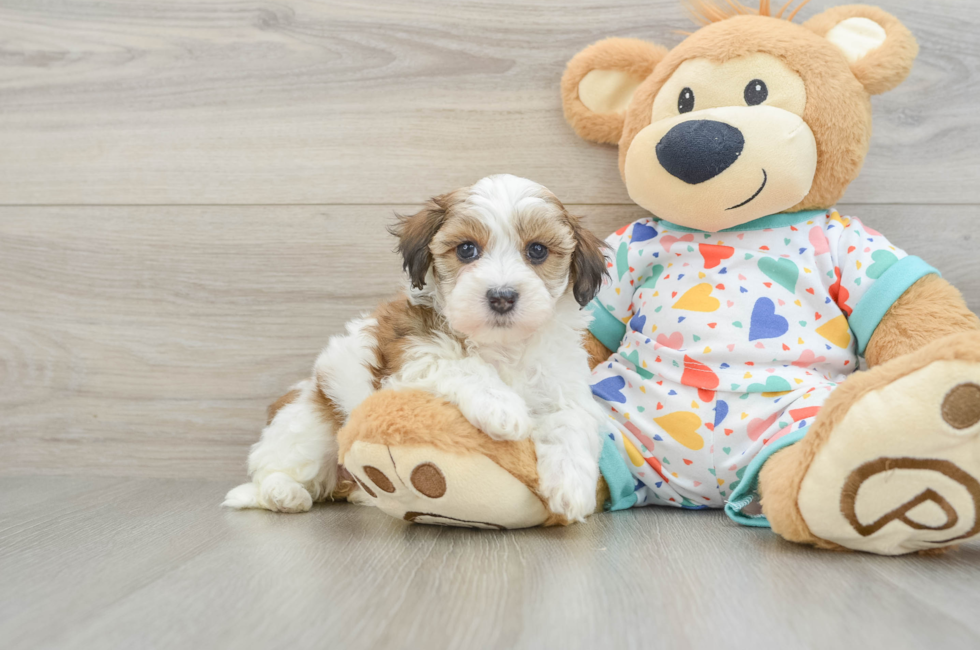 6 week old Havapoo Puppy For Sale - Puppy Love PR