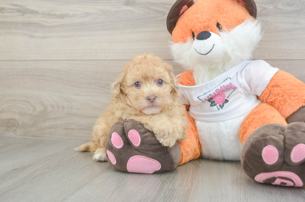 6 week old Havapoo Puppy For Sale - Puppy Love PR