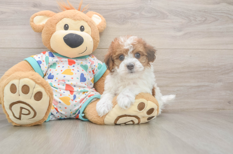 5 week old Havapoo Puppy For Sale - Puppy Love PR