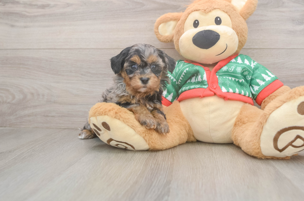 5 week old Havapoo Puppy For Sale - Puppy Love PR