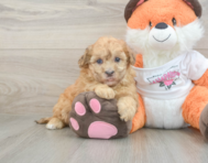 9 week old Havapoo Puppy For Sale - Puppy Love PR