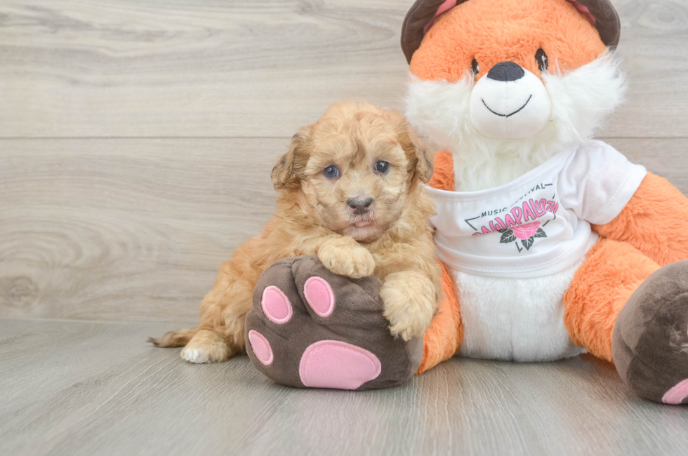 6 week old Havapoo Puppy For Sale - Puppy Love PR