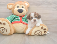 7 week old Havapoo Puppy For Sale - Puppy Love PR