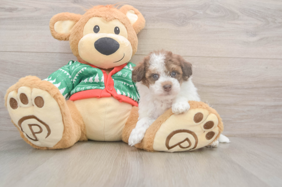 5 week old Havapoo Puppy For Sale - Puppy Love PR