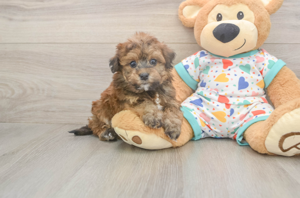 5 week old Havapoo Puppy For Sale - Puppy Love PR