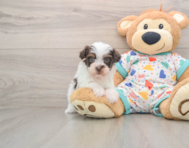 7 week old Havapoo Puppy For Sale - Puppy Love PR