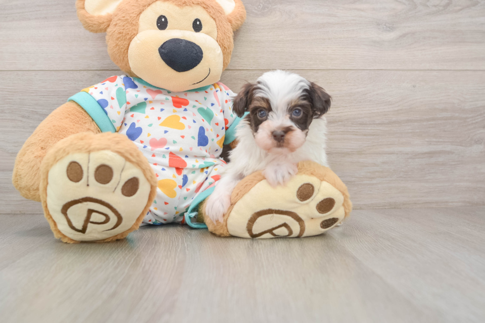 Smart Havapoo Poodle Mix Pup