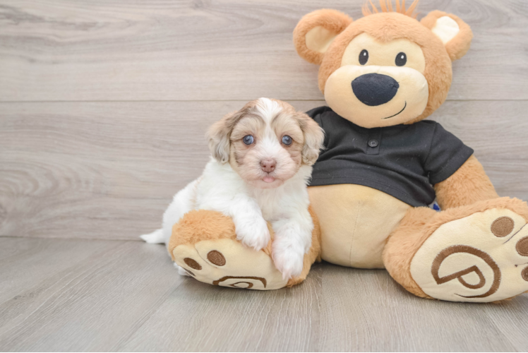 Havapoo Puppy for Adoption