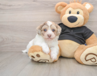 7 week old Havapoo Puppy For Sale - Puppy Love PR