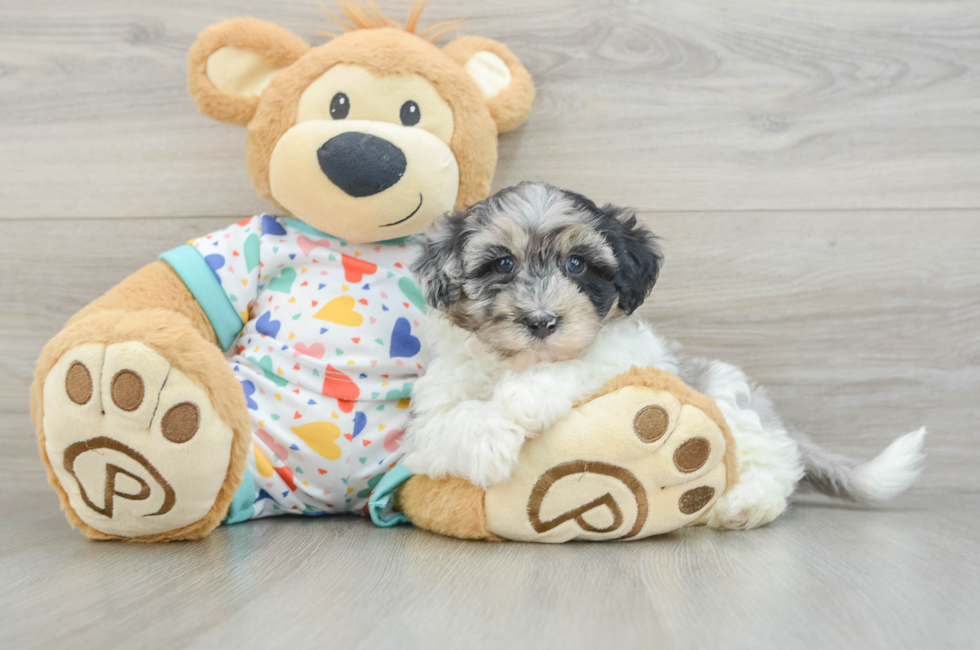 6 week old Havapoo Puppy For Sale - Puppy Love PR