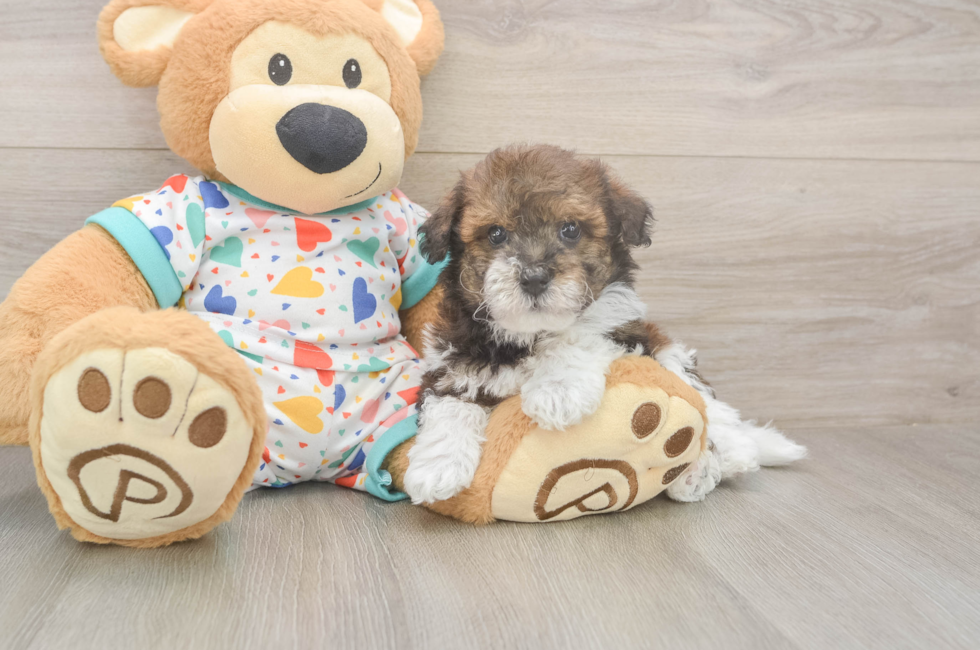 5 week old Havapoo Puppy For Sale - Puppy Love PR