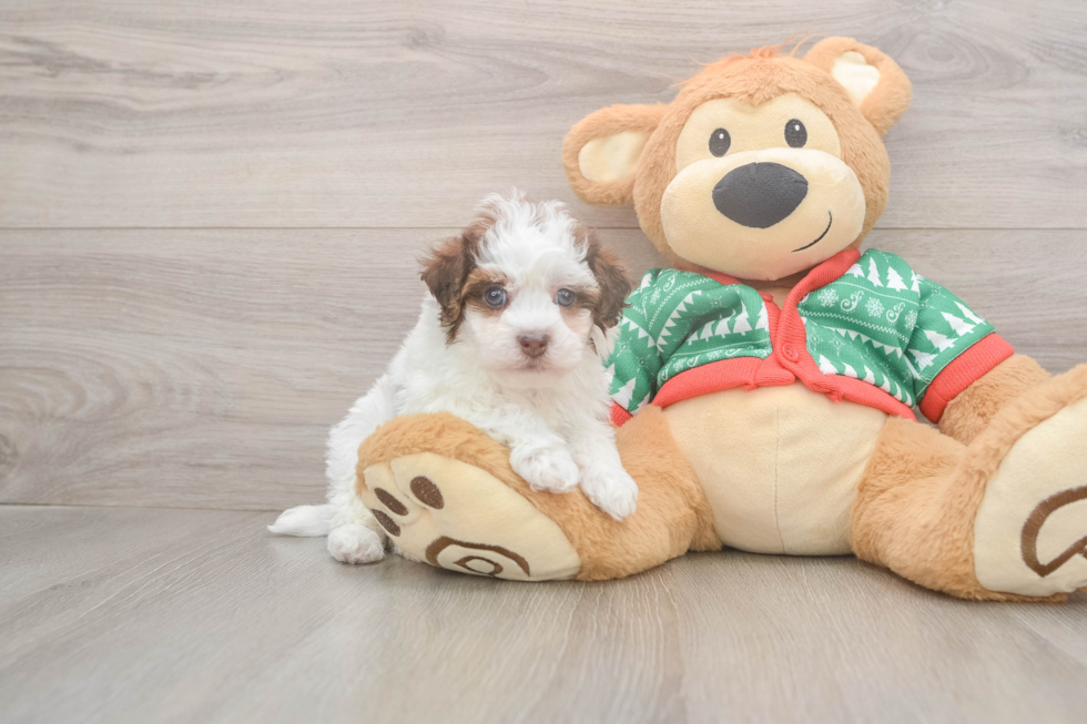 Havapoo Pup Being Cute