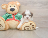 7 week old Havapoo Puppy For Sale - Puppy Love PR