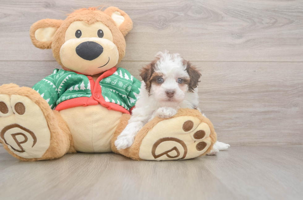 5 week old Havapoo Puppy For Sale - Puppy Love PR