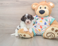 7 week old Havapoo Puppy For Sale - Puppy Love PR
